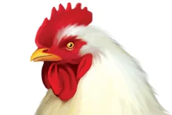 White Chicken side view. Vector