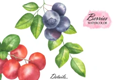 Wild Berry Watercolor Clipart