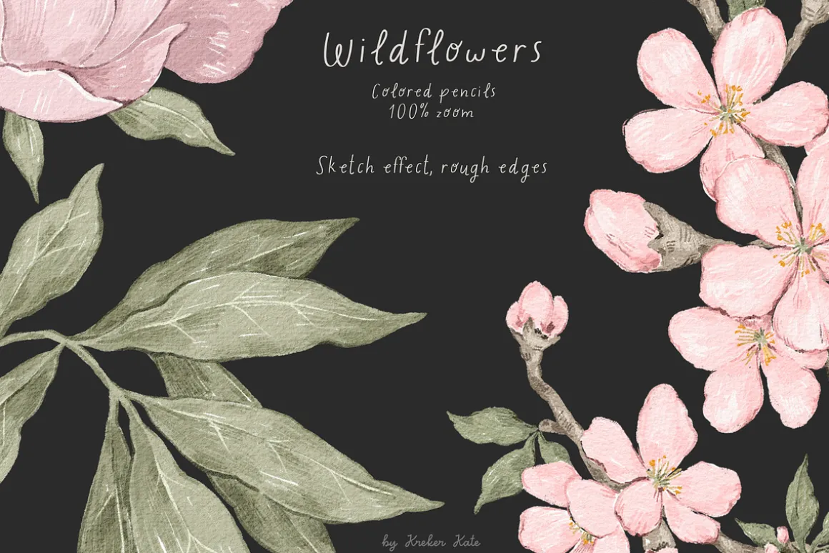 Wildflowers. Hand drawn pencil flora