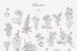 Wildflowers. Hand drawn pencil flora