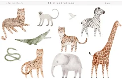 WILD illustrations&patterns