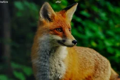 15 Wildlife Lightroom Presets