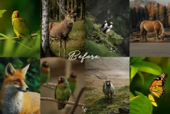 15 Wildlife Lightroom Presets