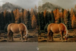 15 Wildlife Lightroom Presets