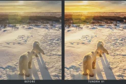 20 Wildlife Lightroom Presets & LUTs
