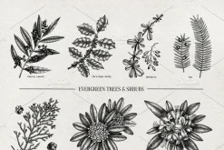 Winter Plants Set. Christmas Designs