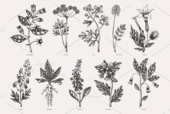 Witchcraft Herbs Vectors & Designs