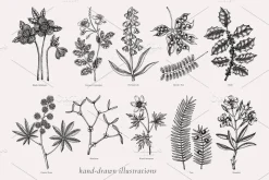 Witchcraft Herbs Vectors & Designs