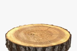 Wood Log Slice