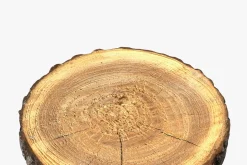 Wood Log Slice