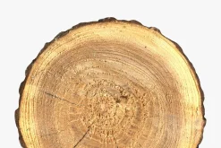 Wood Log Slice