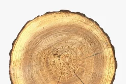 Wood Log Slice